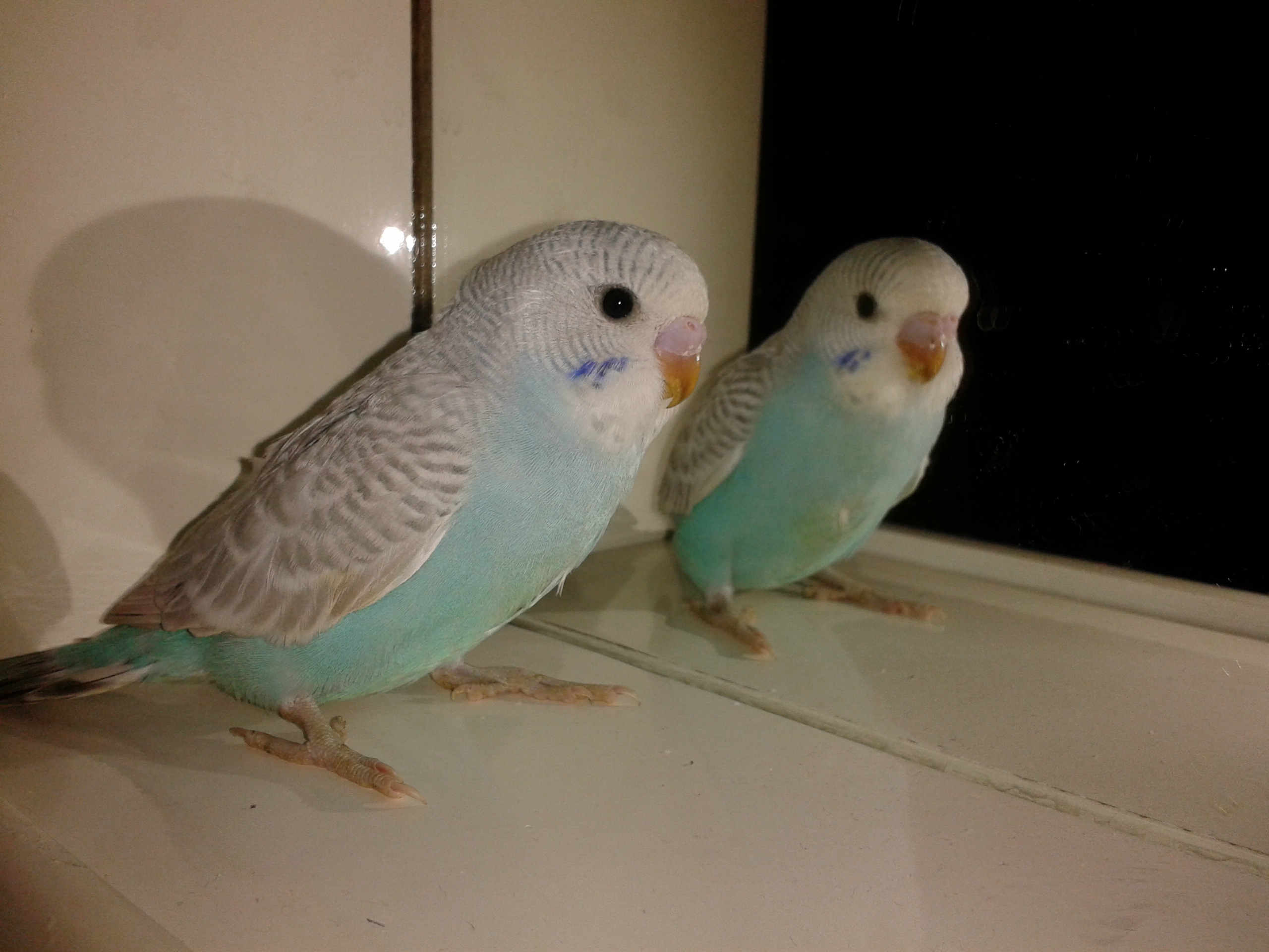 Oggi il mio pullo di
cocorita à¨ uscito dal
nido